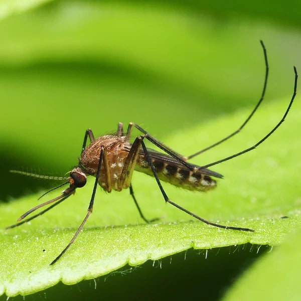 Mosquito Barrier Canada’s Premier Mosquito and Tick Repellent    4.7L