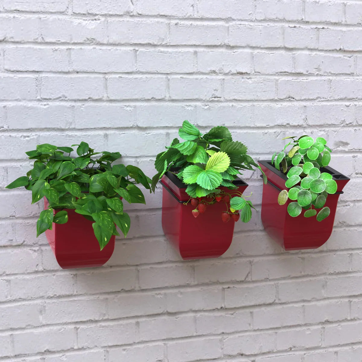 Valencia 8in Wall Mount Planter - 3-pack