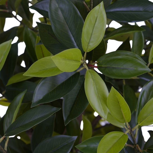 Faux Laurel Tree 2 m (6 ft.)