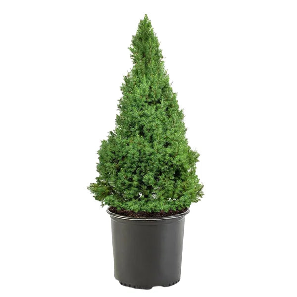 Emerald Petite Cedar Hedging, 6-pack (2.87L)