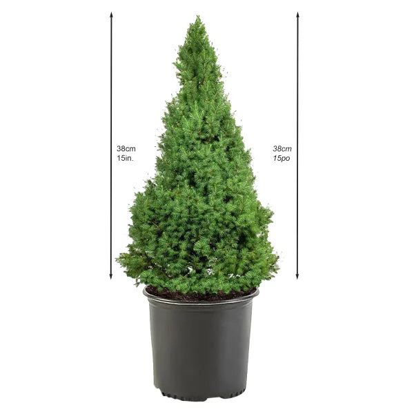 Emerald Petite Cedar Hedging, 6-pack (2.87L)