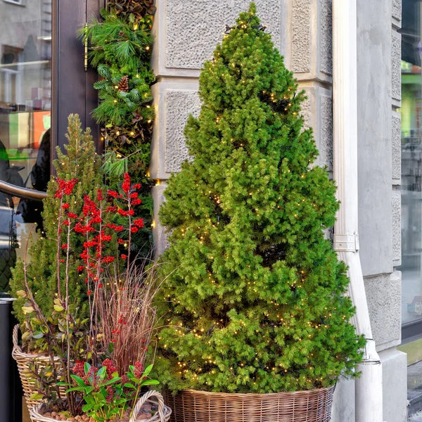 Emerald Petite Cedar Hedging, 6-pack (2.87L)