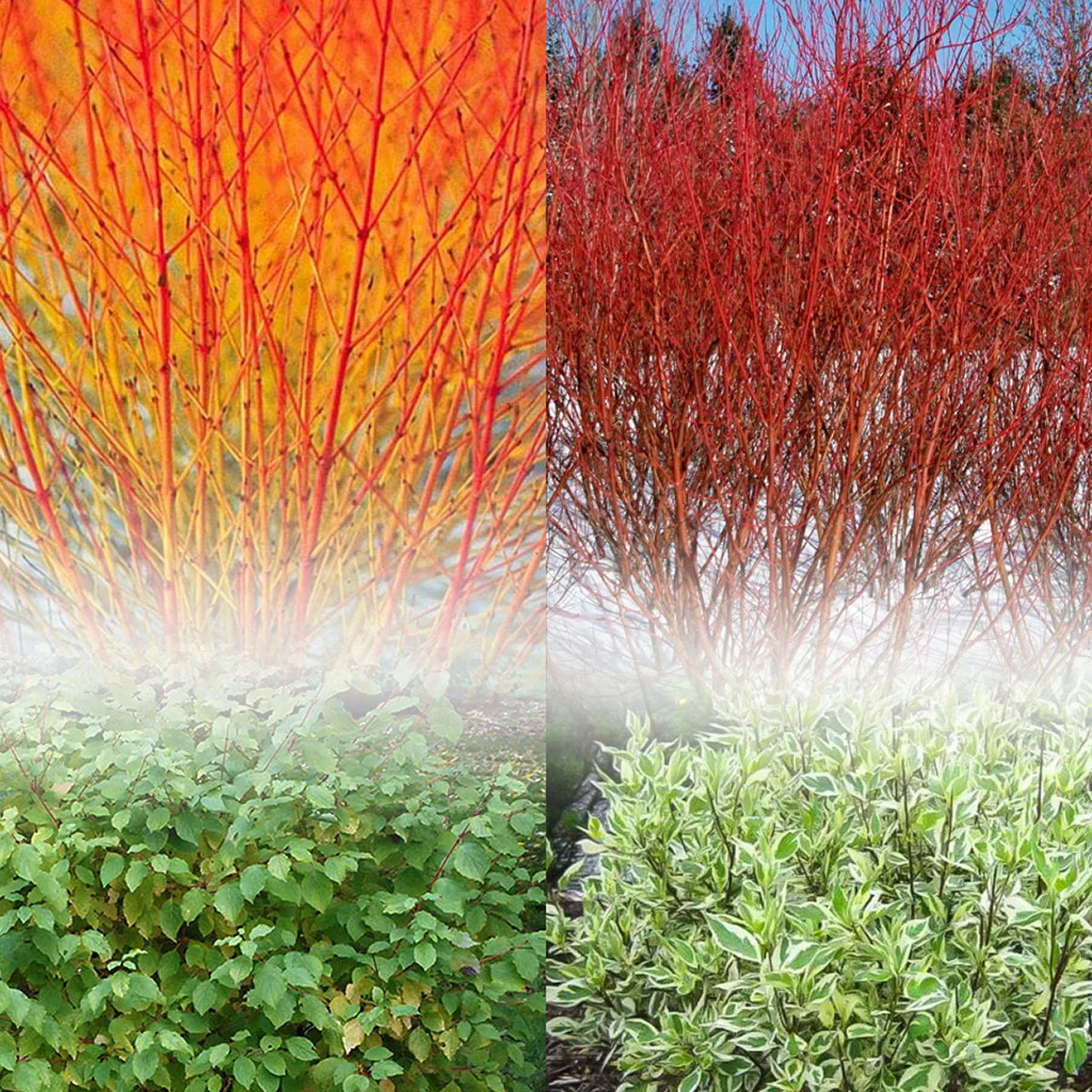 Flowering Dogwood Collection– 1 gal. size – 6-pack