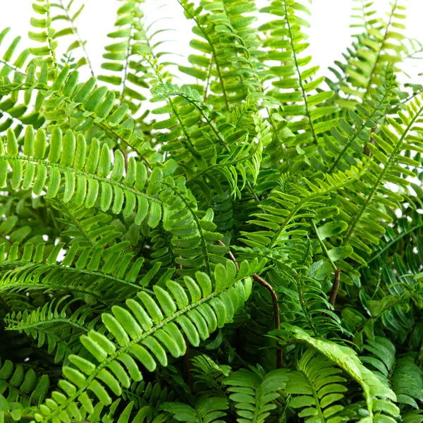 Faux Fern Floor Plant 106.7 cm (42 in.)