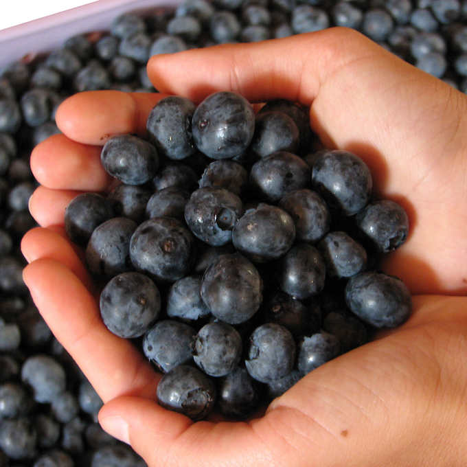 Horticana: Edible Blueberry Border Collection