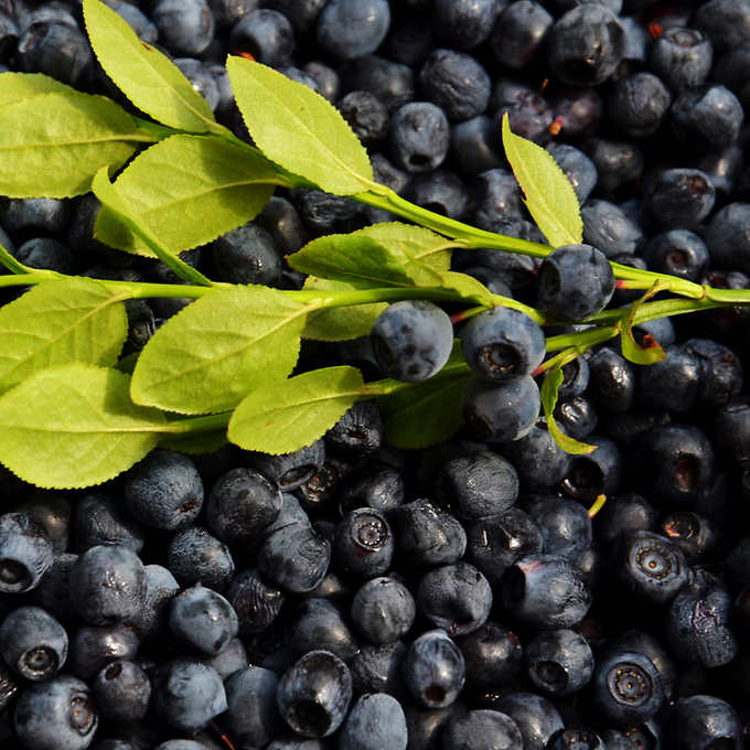 Horticana: Edible Blueberry Border Collection