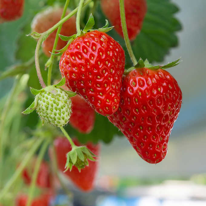 Horticana: Strawberry Patch
