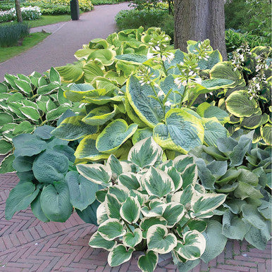 Horticana: Hosta Spotlight