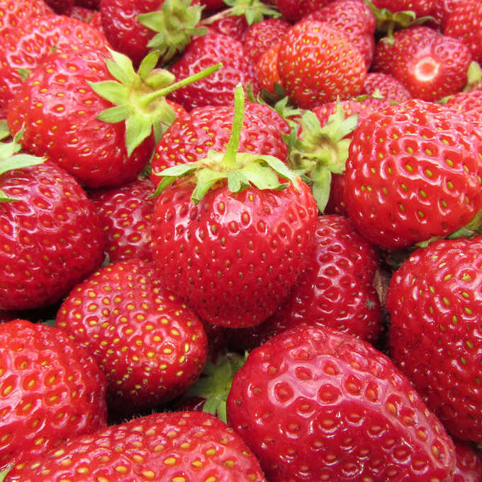 Horticana: Strawberry Patch
