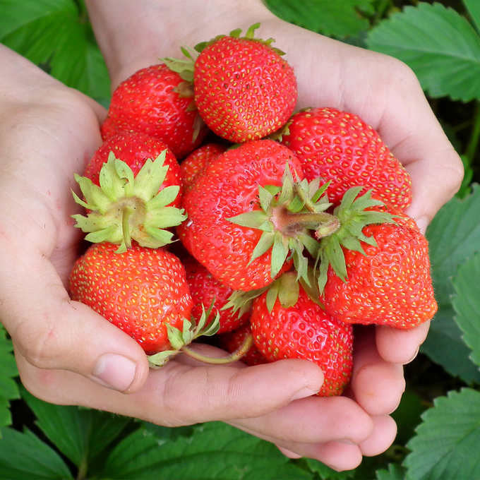 Horticana: Strawberry Patch