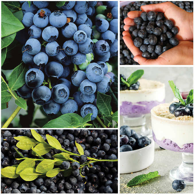 Horticana: Edible Blueberry Border Collection